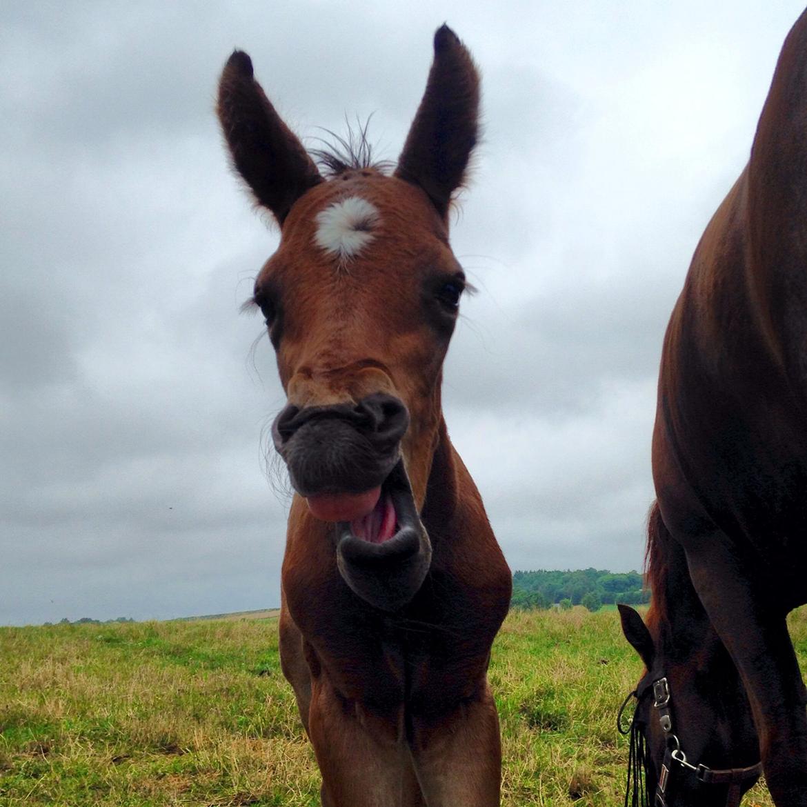 Anden særlig race Stubberupgaards Valentino billede 9