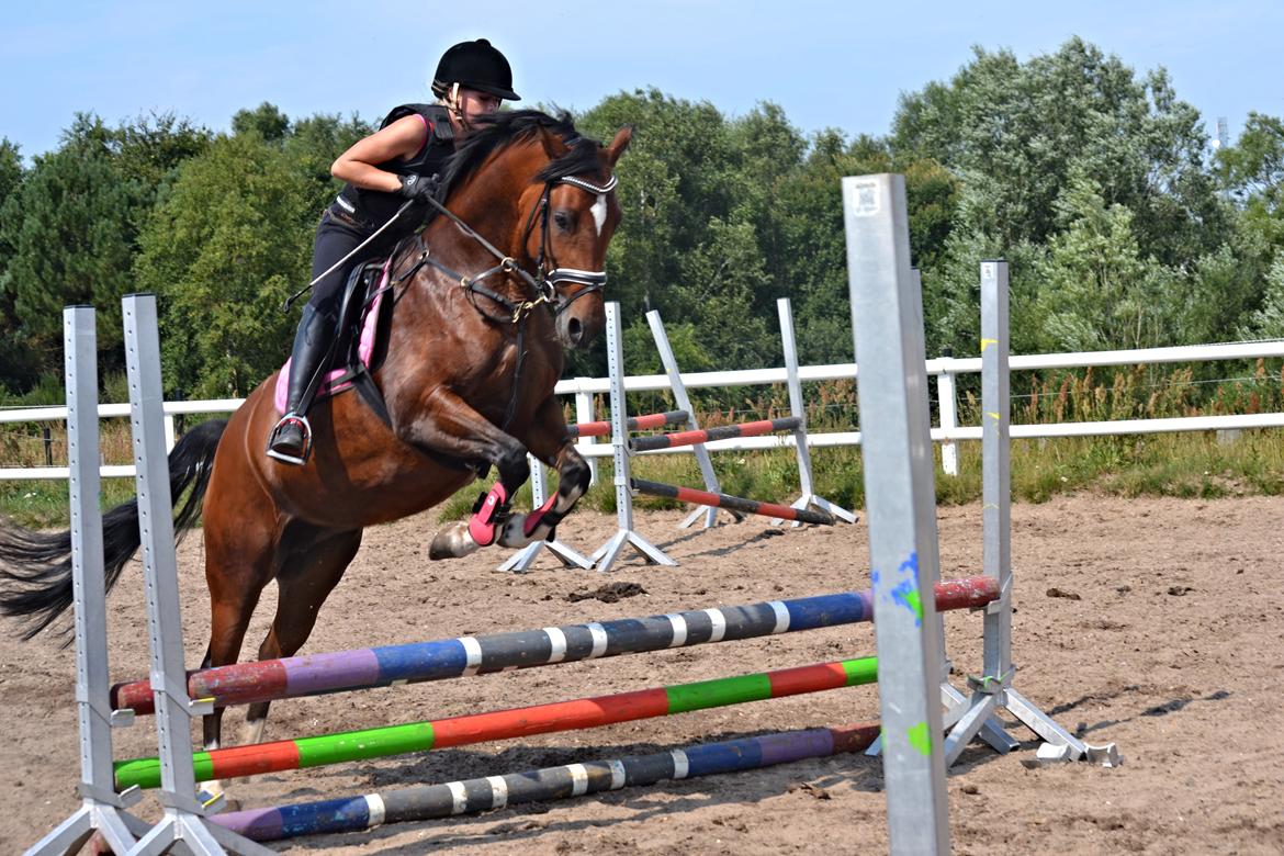 Tysk Sportspony Kavsgaards Geisha billede 12