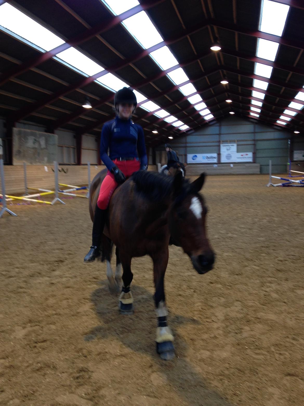 Tysk Sportspony Kavsgaards Geisha billede 20