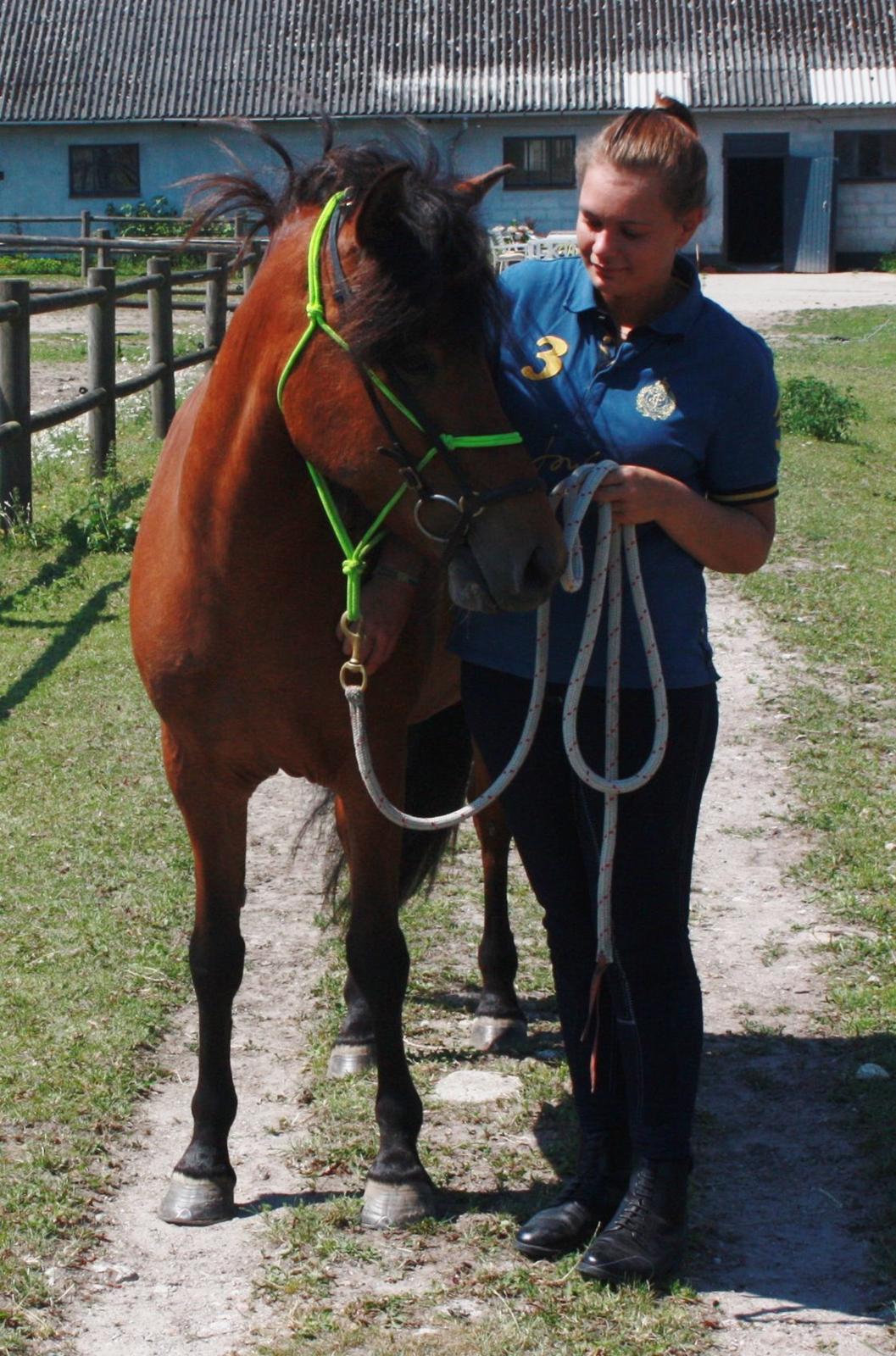 Islænder Askja fra Birkegården - Velkommen til Askes profil. :-) billede 1