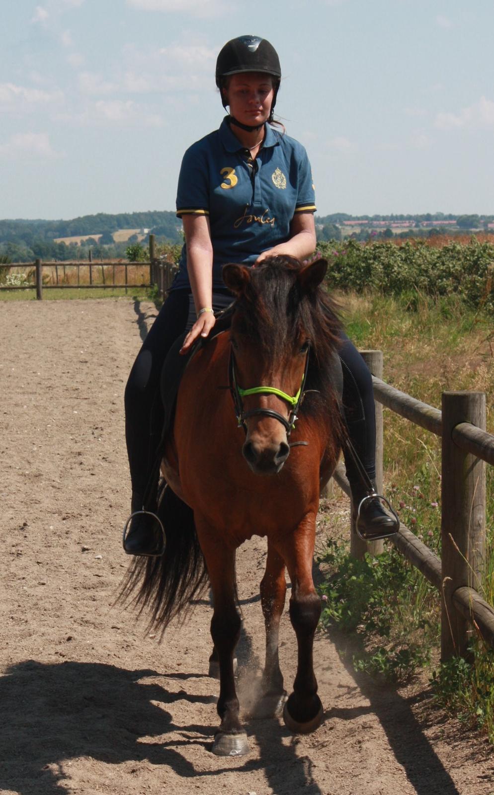 Islænder Askja fra Birkegården billede 3