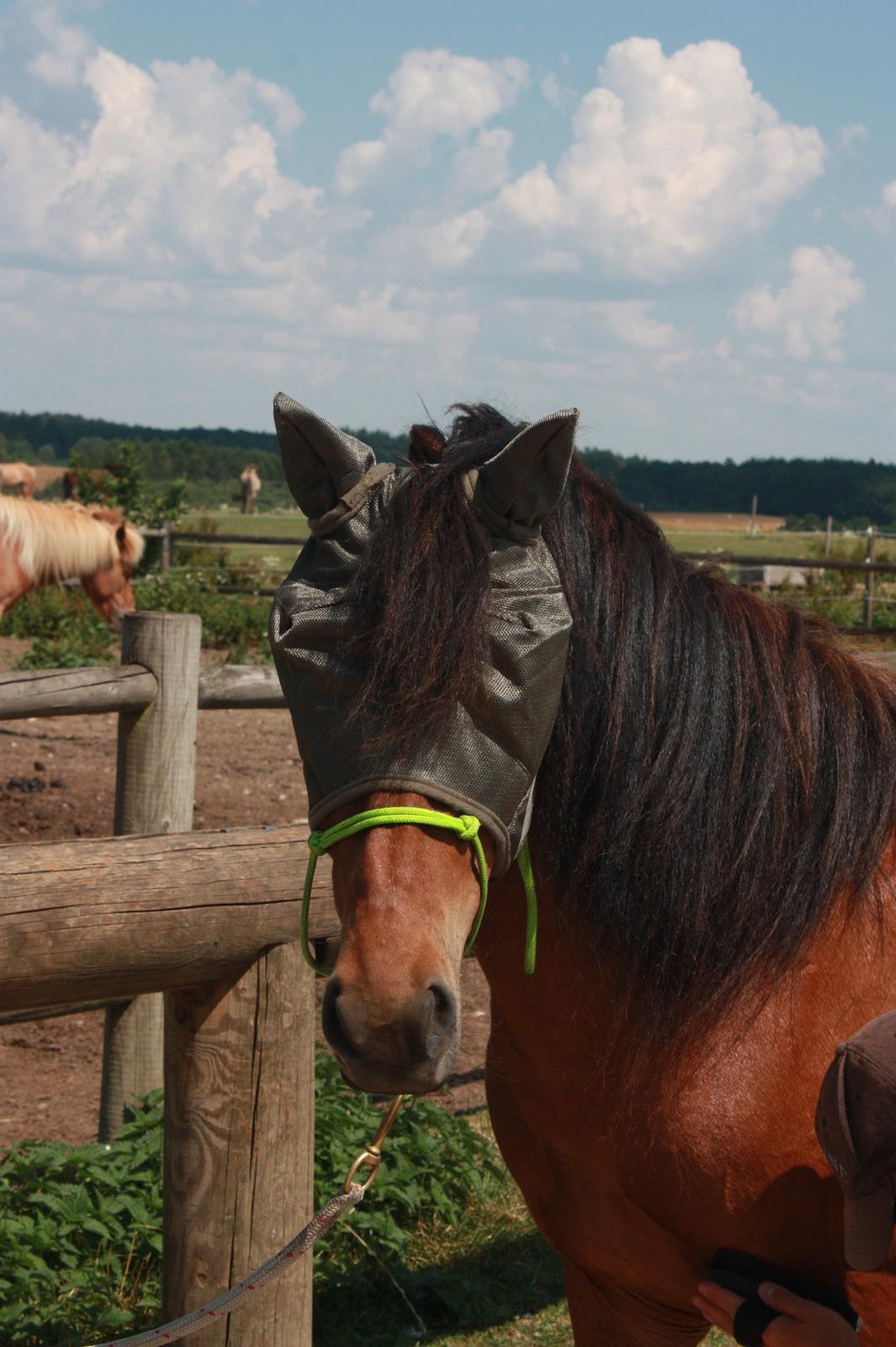 Islænder Askja fra Birkegården billede 4