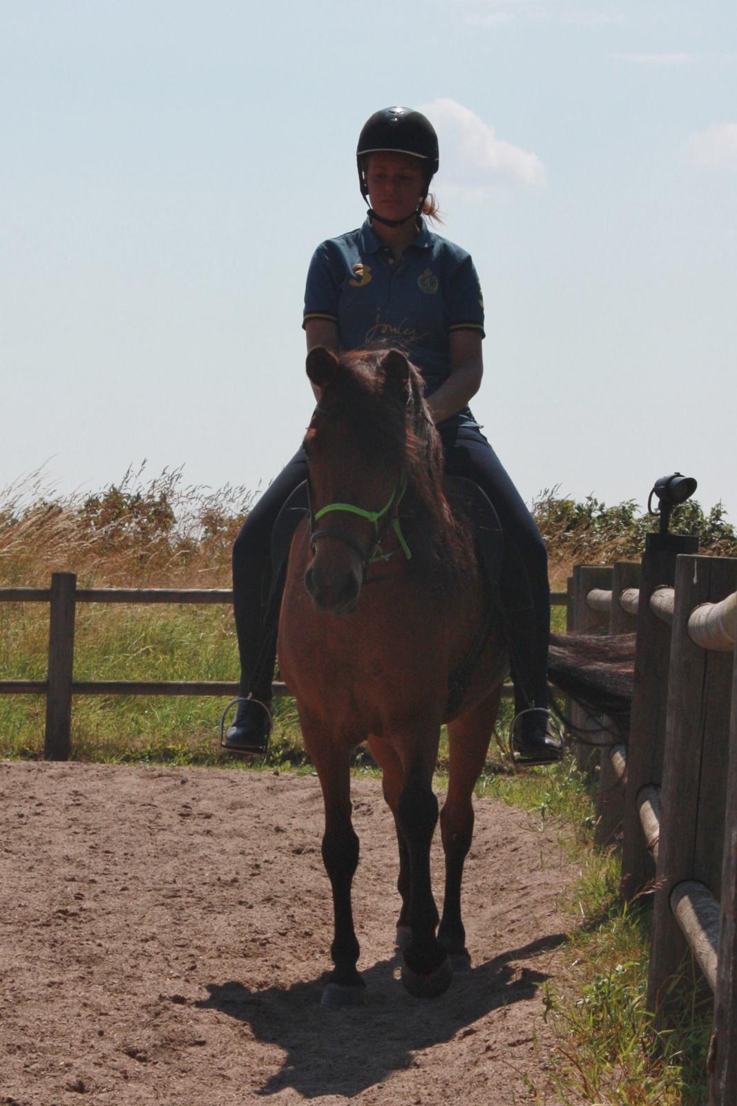 Islænder Askja fra Birkegården billede 2