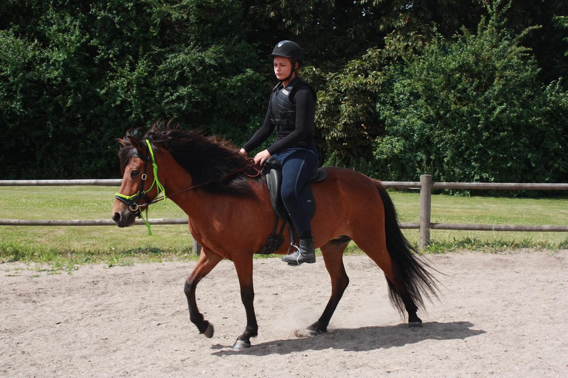 Islænder Askja fra Birkegården billede 5