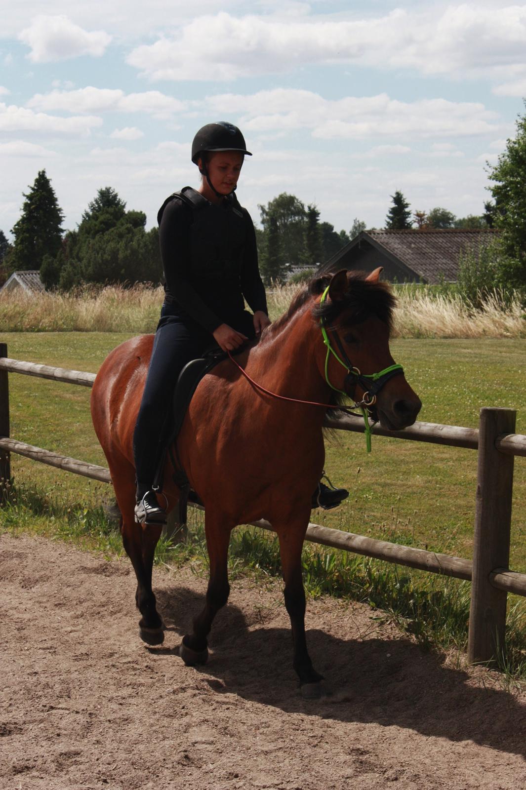 Islænder Askja fra Birkegården billede 6