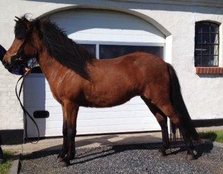 Islænder Askja fra Birkegården - Det billede jeg faldt for i salgsannoncen! :) billede 7