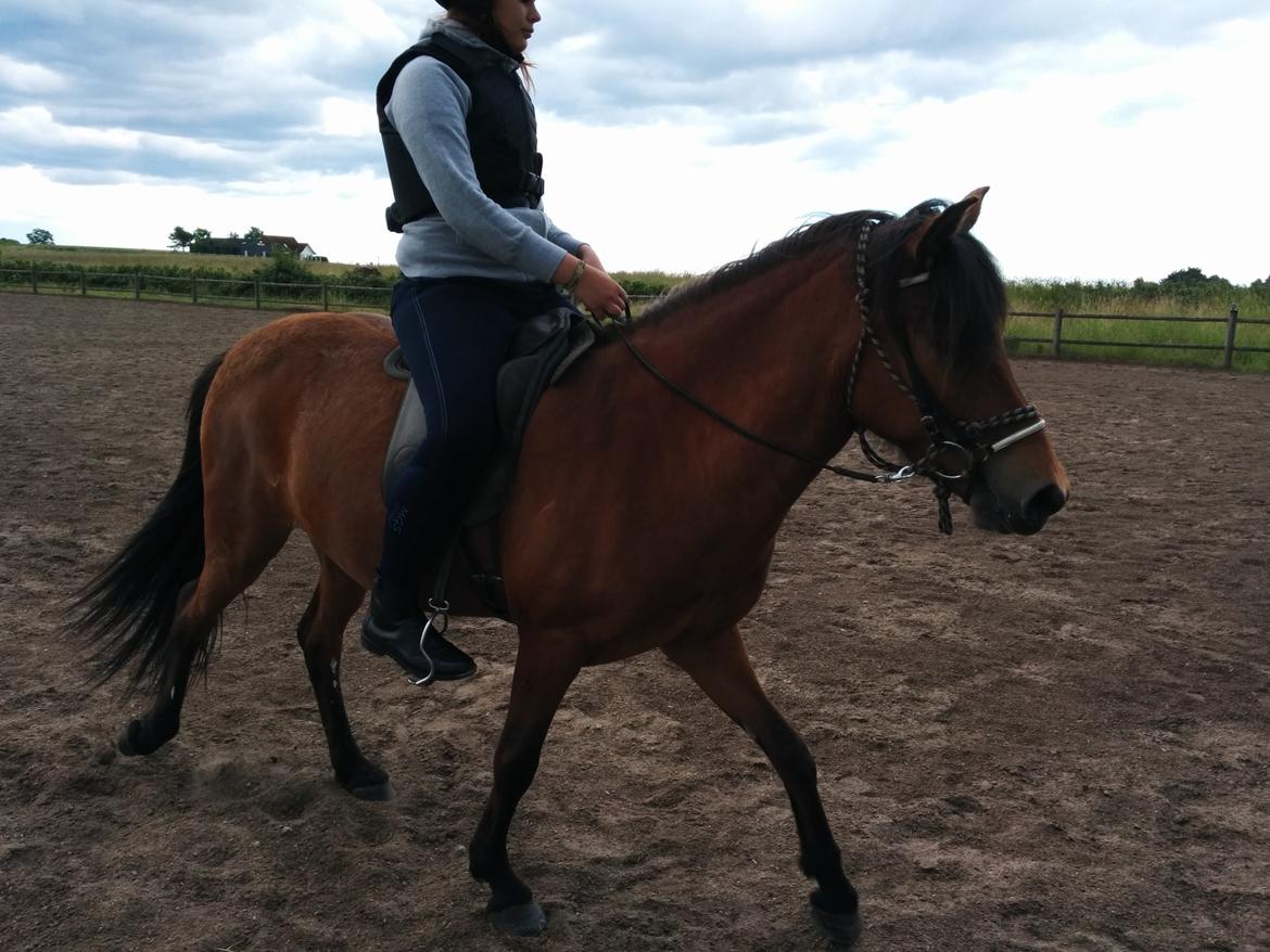 Islænder Askja fra Birkegården - Første gang jeg var ude og prøve ride hende. billede 8