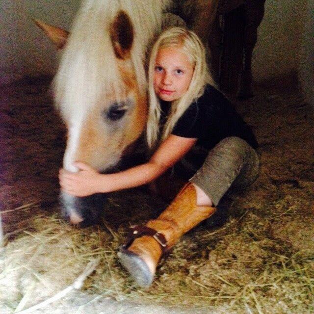 Haflinger LUCKY billede 16