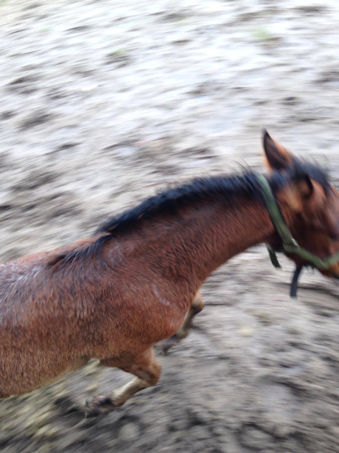 Anden særlig race Vestervangs Damon Midnight Magic billede 22