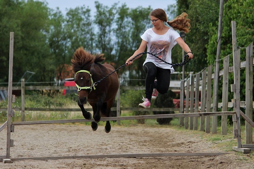 Shetlænder Sofus billede 15