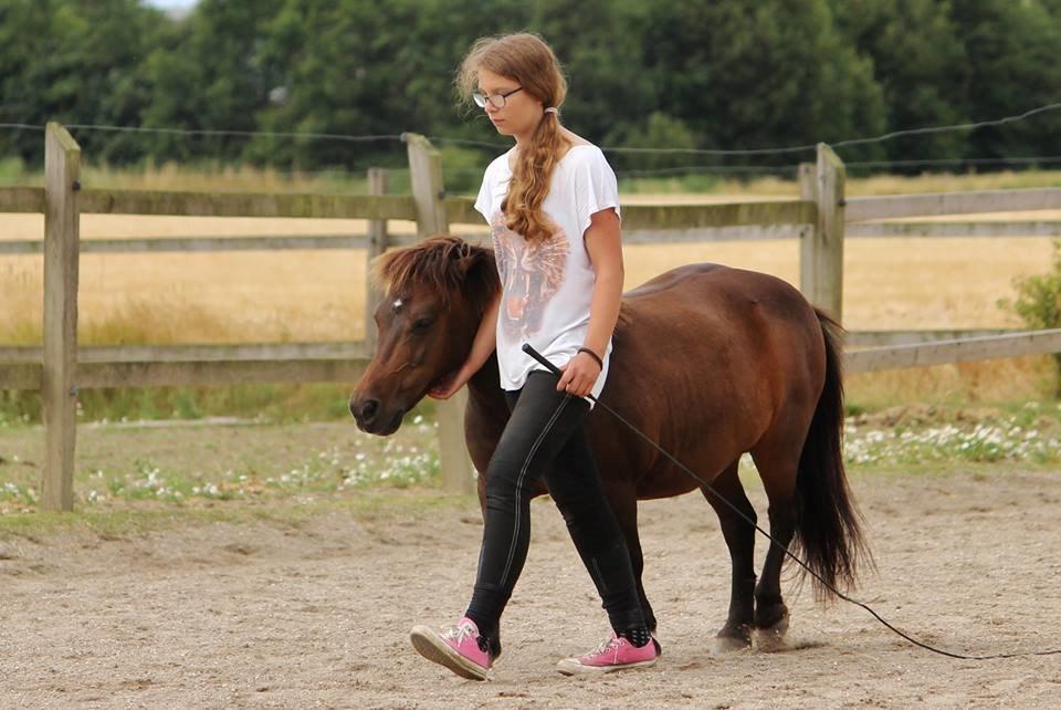 Shetlænder Sofus billede 29