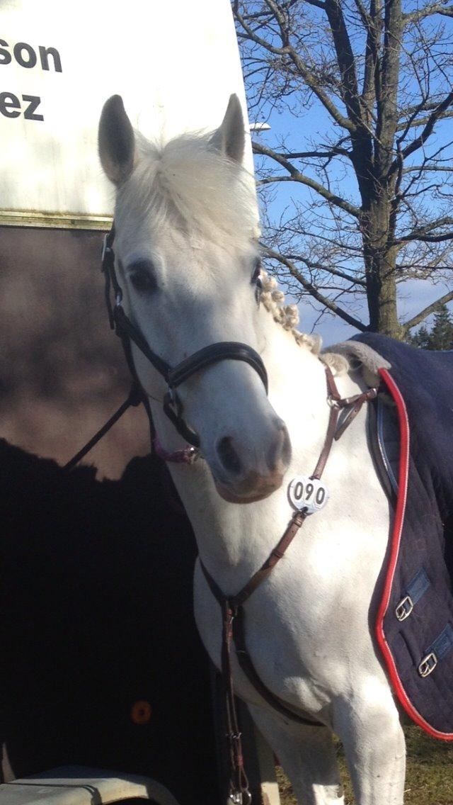 Anden særlig race Silver <3  - Opsadling til stævne :)  billede 10