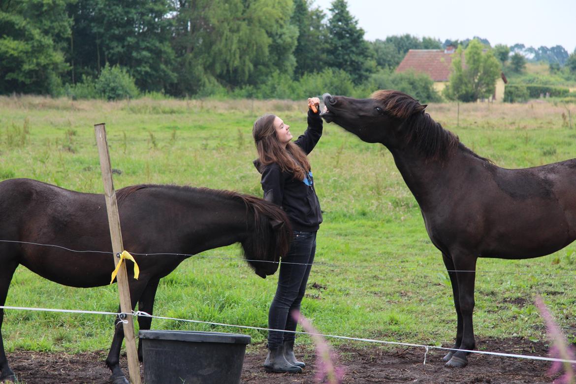 Islænder Blika fra Røllum - Hygge på folden <3 billede 11