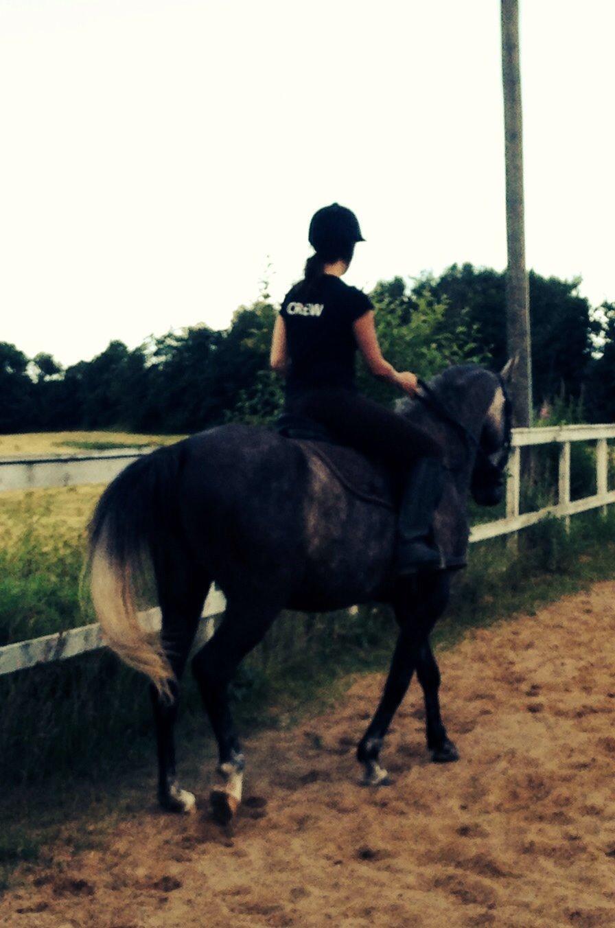 Arabisk fuldblod (OX) JB Billy Jean billede 15