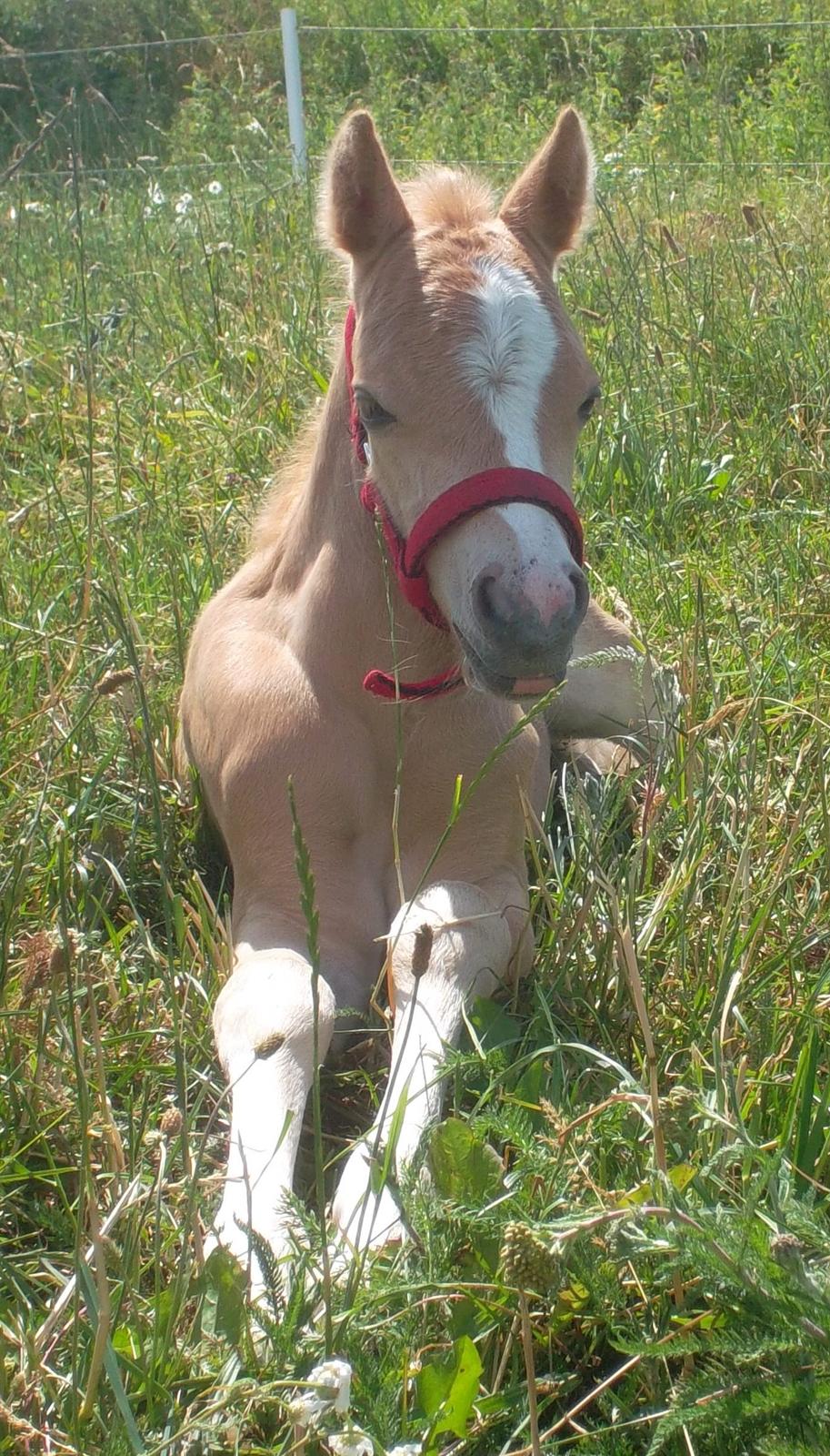 Welsh Mountain (sec A) pinkie pie billede 1