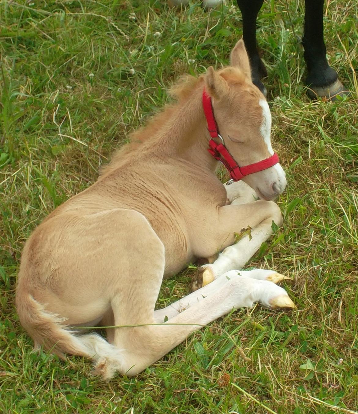 Welsh Mountain (sec A) pinkie pie billede 3