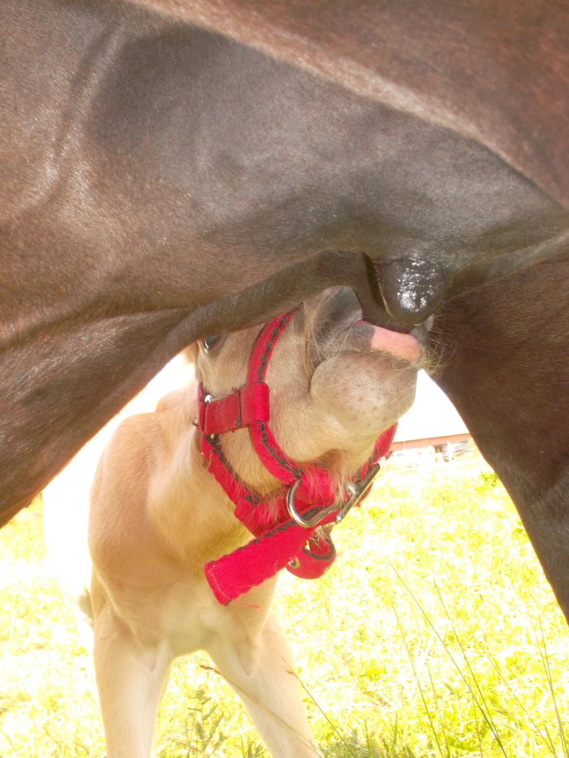 Welsh Mountain (sec A) pinkie pie billede 4