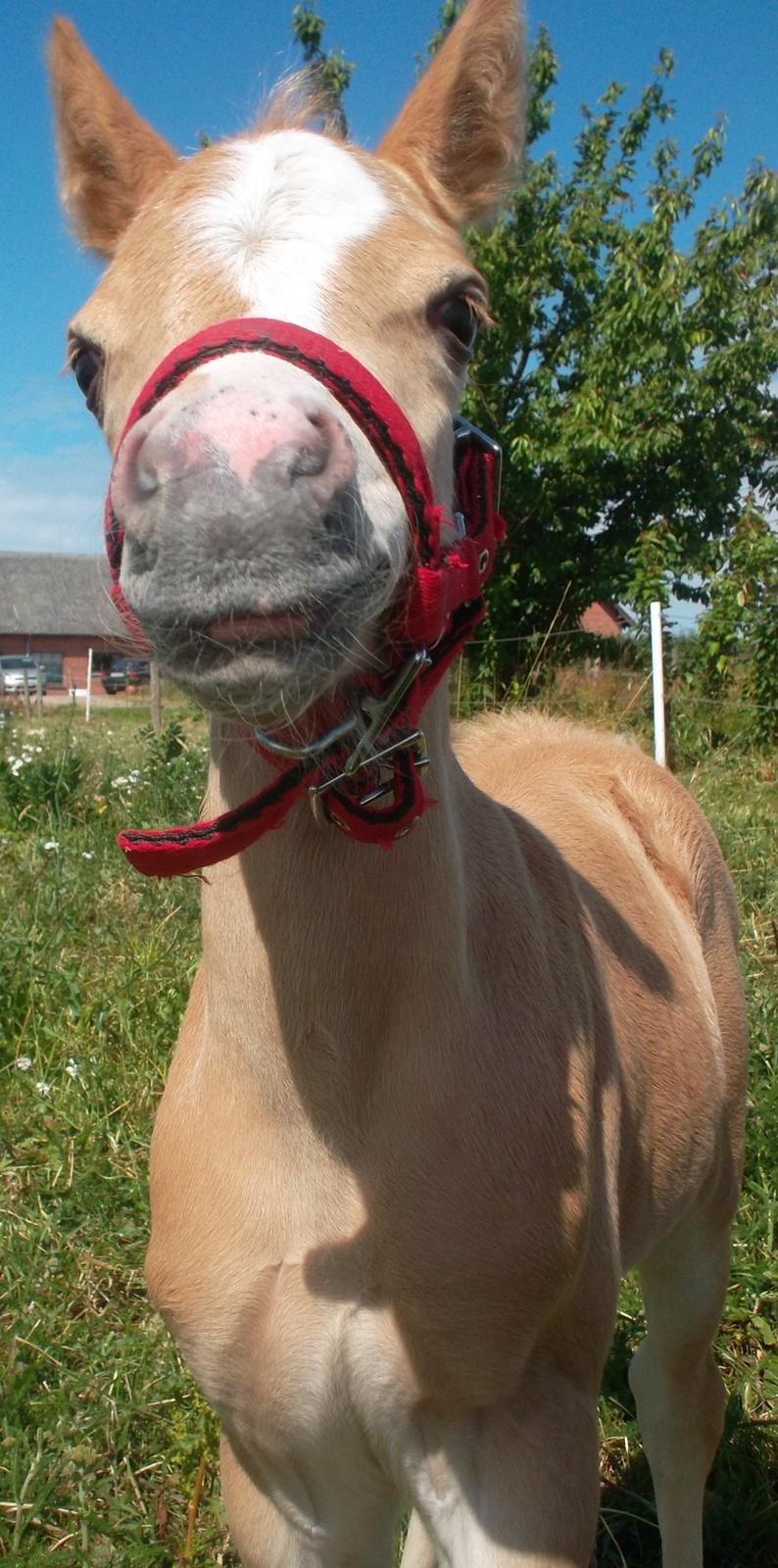 Welsh Mountain (sec A) pinkie pie billede 6