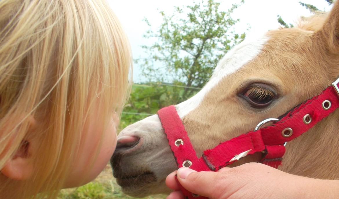 Welsh Mountain (sec A) pinkie pie - vi to skal være venner billede 7