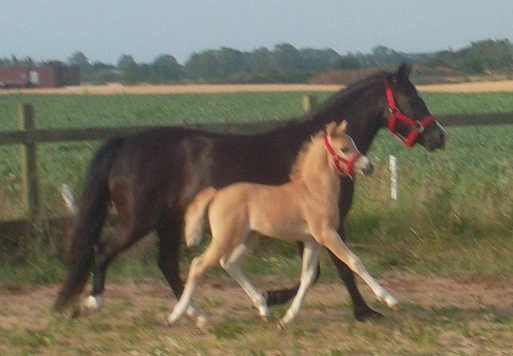 Welsh Mountain (sec A) pinkie pie billede 8