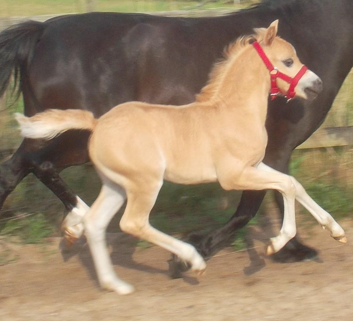 Welsh Mountain (sec A) pinkie pie billede 9