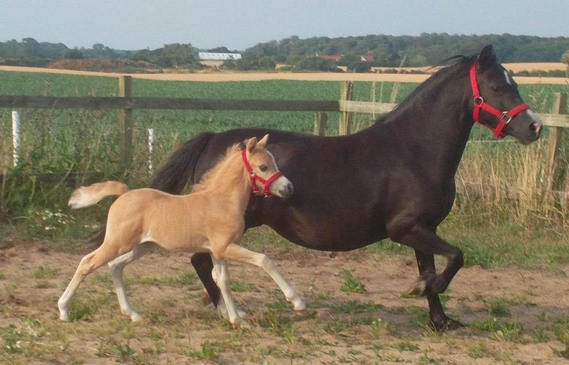 Welsh Mountain (sec A) pinkie pie billede 10