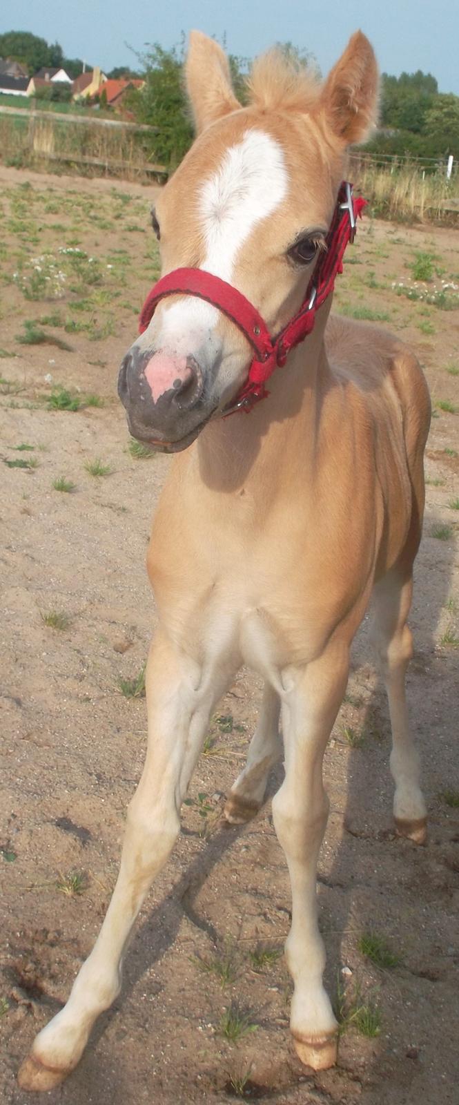 Welsh Mountain (sec A) pinkie pie billede 11