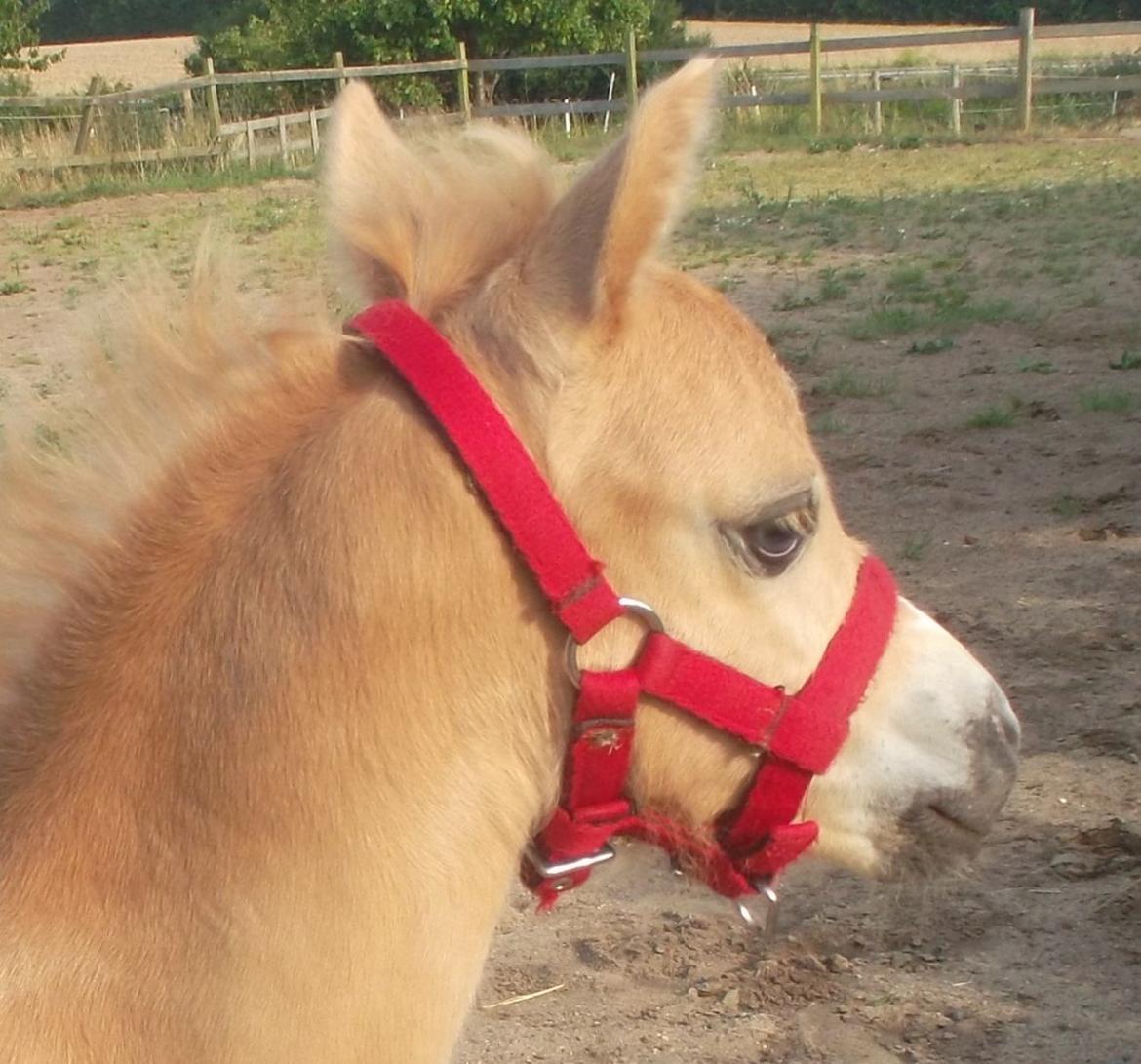 Welsh Mountain (sec A) pinkie pie billede 12