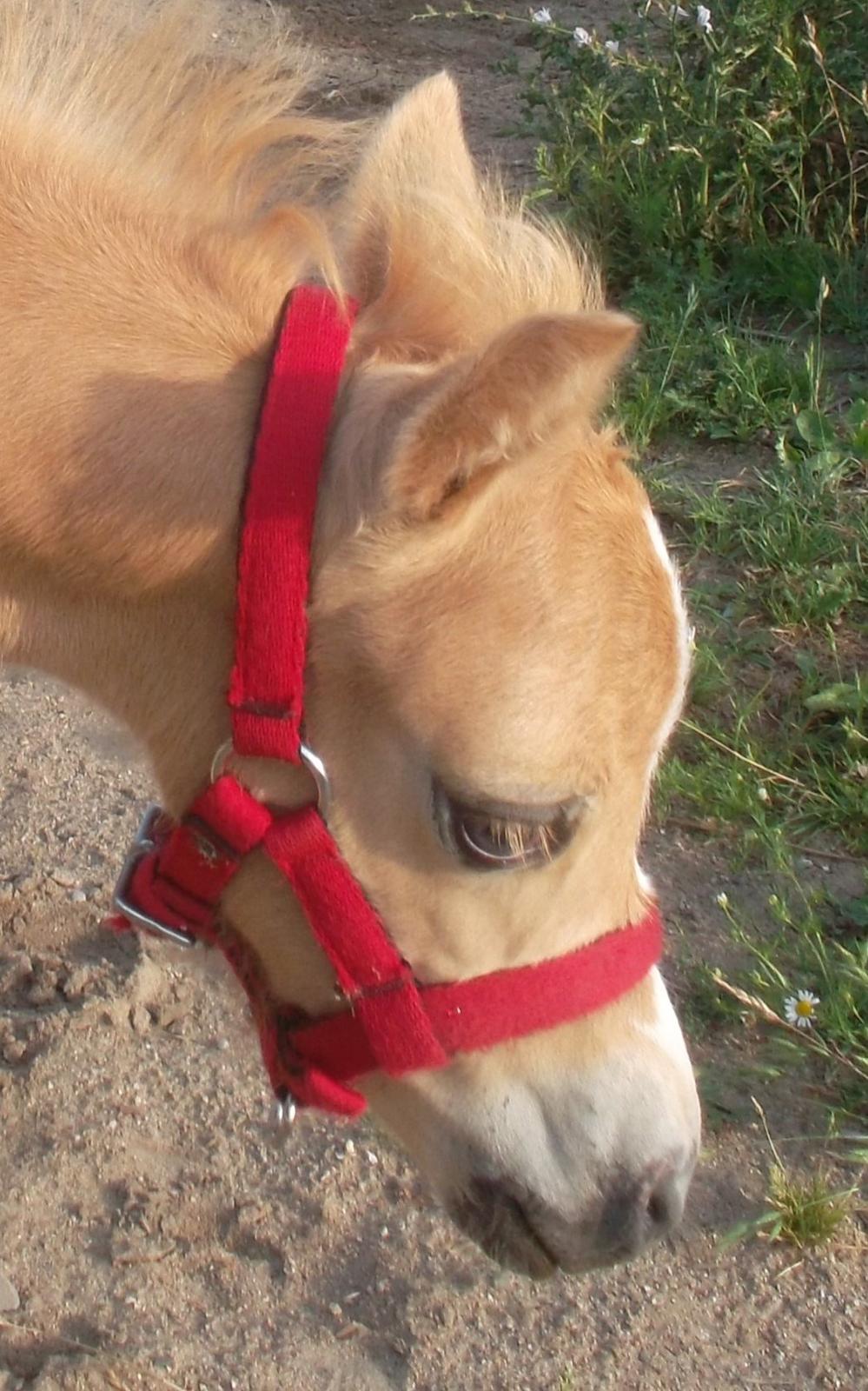 Welsh Mountain (sec A) pinkie pie billede 13