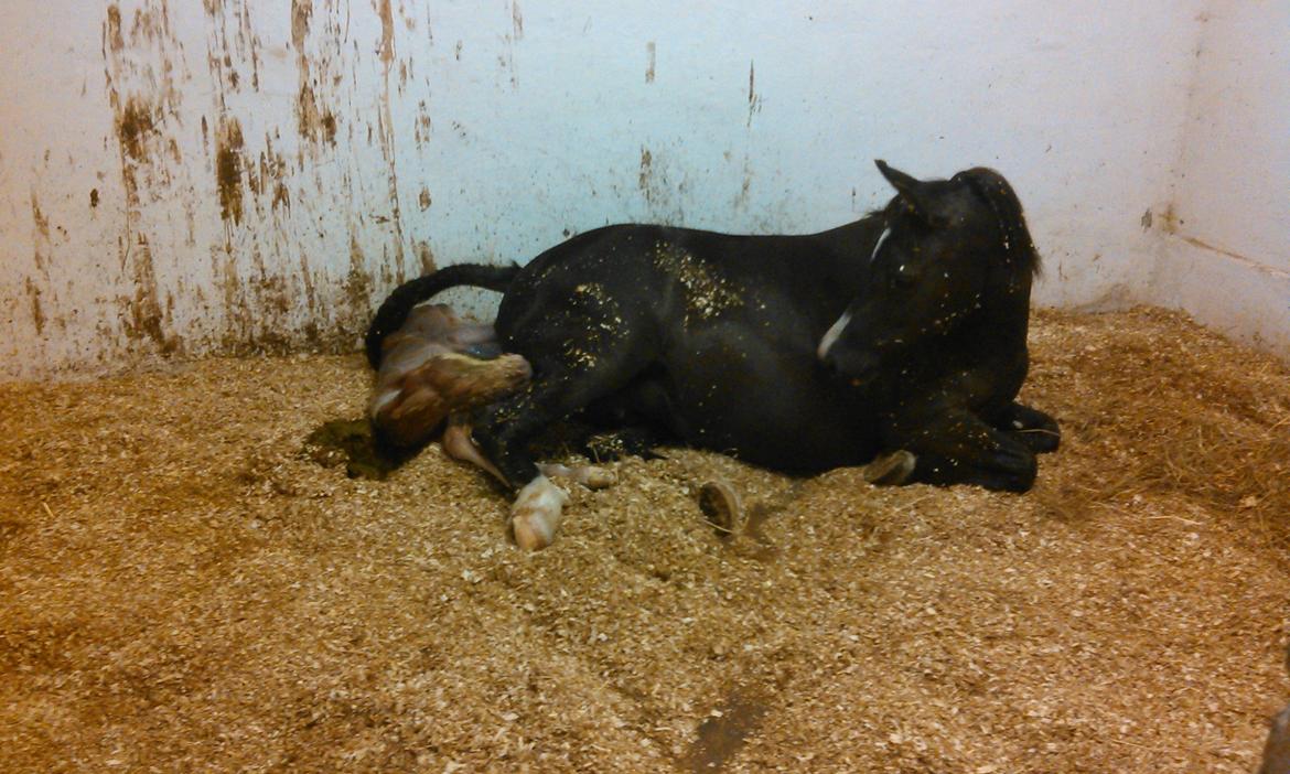 Welsh Mountain (sec A) pinkie pie - påvej ud til verden billede 14