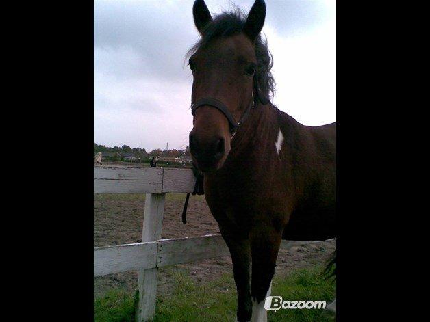 Anden særlig race Wendy *Himmelhest* [RIP] - Ooooj hvor jeg savner dig skath! <3 billede 2