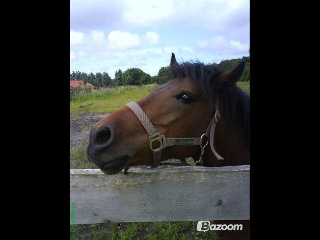 Anden særlig race Wendy *Himmelhest* [RIP] - ''Jeg holder øje med dig!'' Dejlige prinsesse dog. billede 3