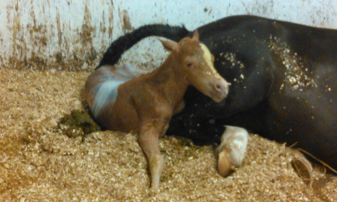 Welsh Mountain (sec A) pinkie pie billede 15