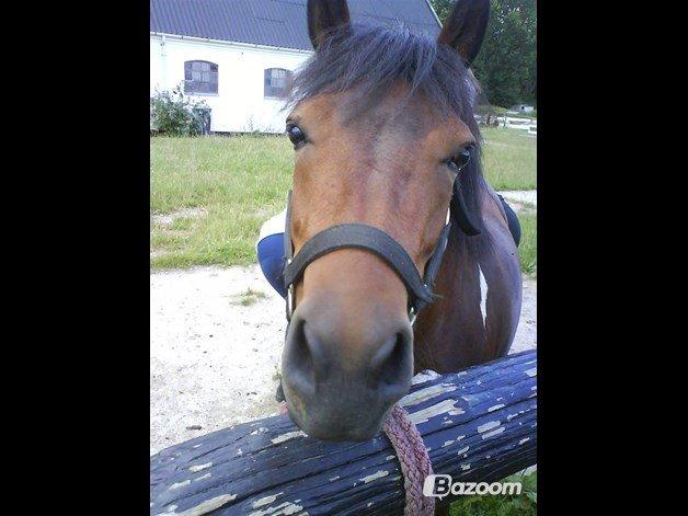 Anden særlig race Wendy *Himmelhest* [RIP] - Wendy, du er alligevel ret så lækker! billede 5