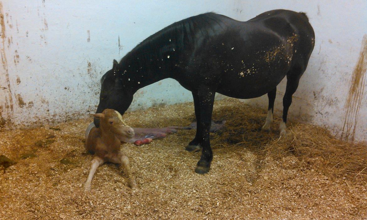 Welsh Mountain (sec A) pinkie pie billede 16