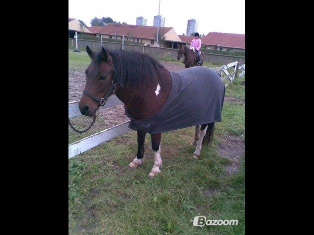 Anden særlig race Wendy *Himmelhest* [RIP] - Elsker dig så meget Wendy, min prinsesse! billede 7