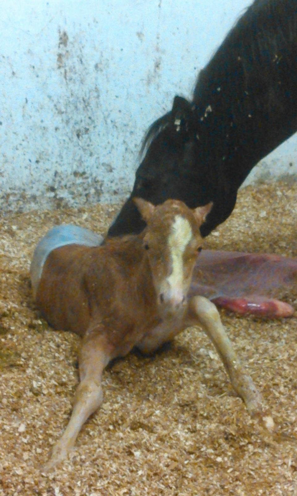 Welsh Mountain (sec A) pinkie pie billede 17