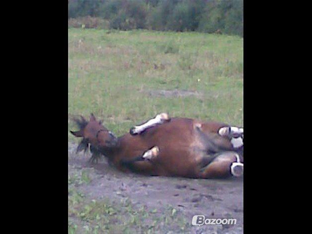 Anden særlig race Wendy *Himmelhest* [RIP] - En ruller er da altid dejlig.  billede 10