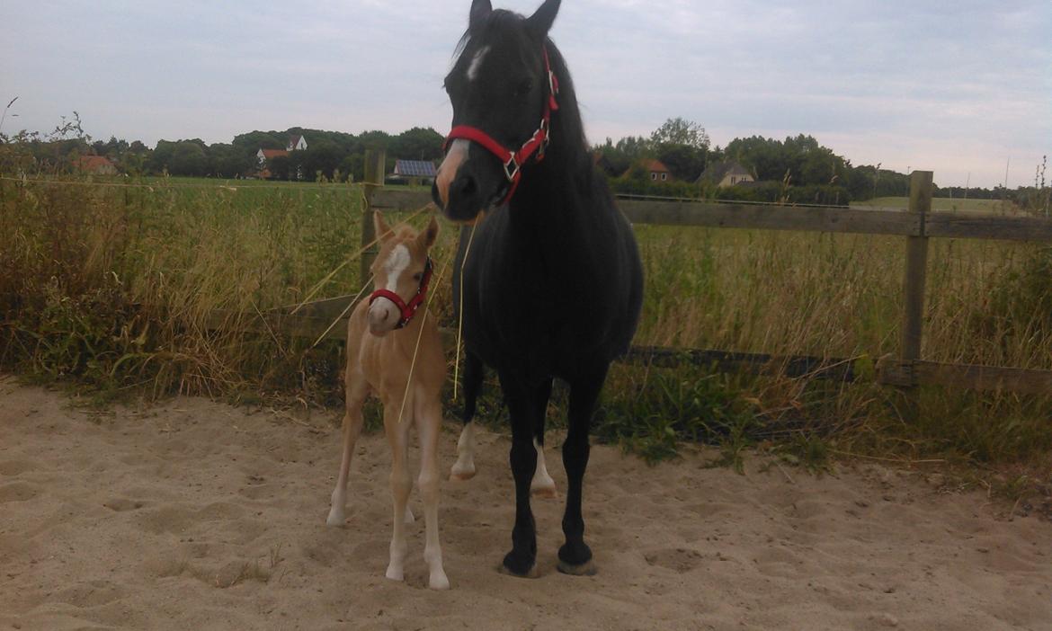 Welsh Mountain (sec A) pinkie pie - 1 dag gammel billede 19