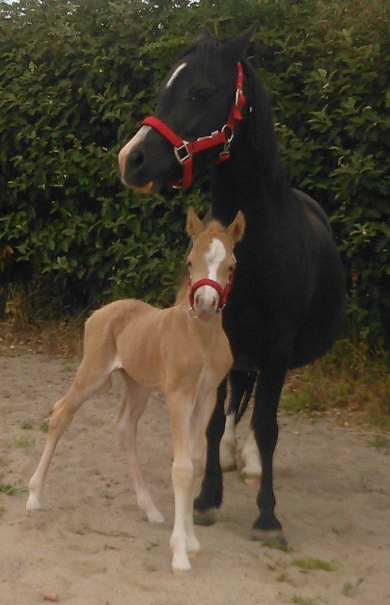 Welsh Mountain (sec A) pinkie pie billede 20