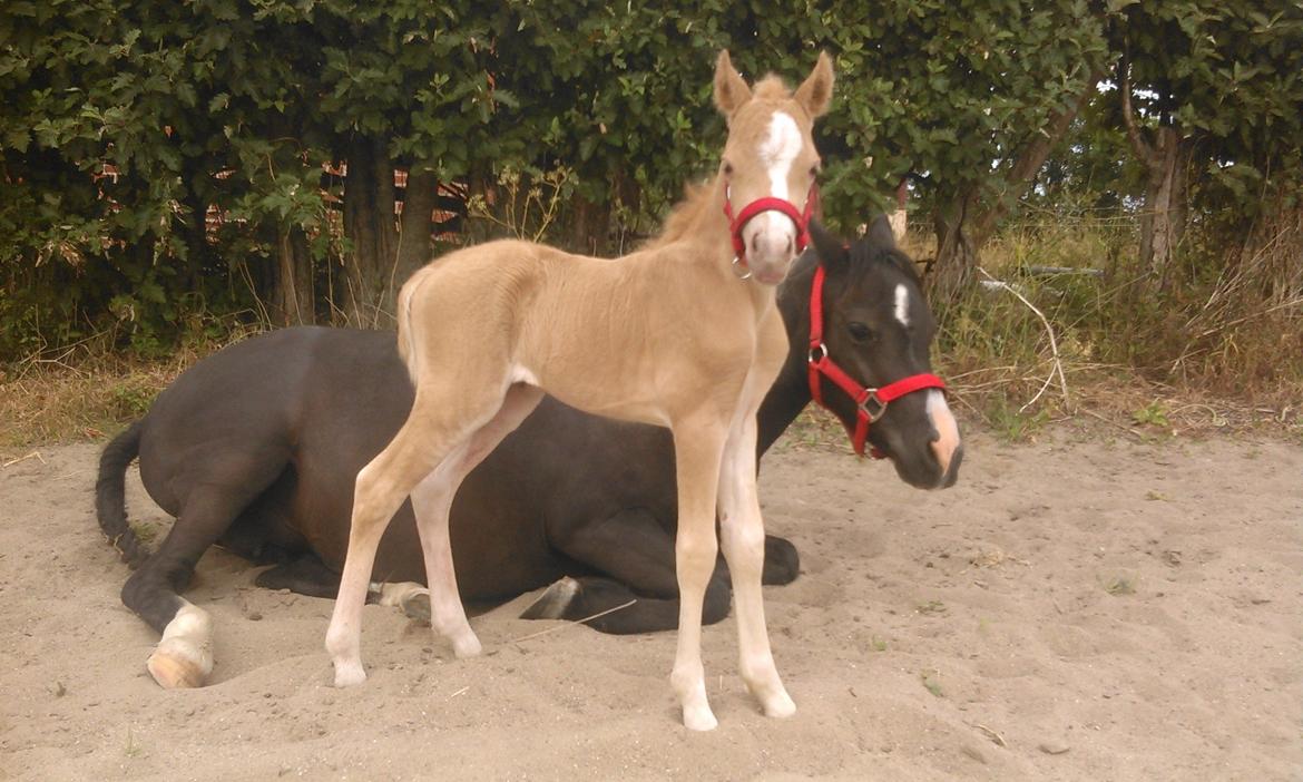 Welsh Mountain (sec A) pinkie pie - mor træt efter i nat billede 22