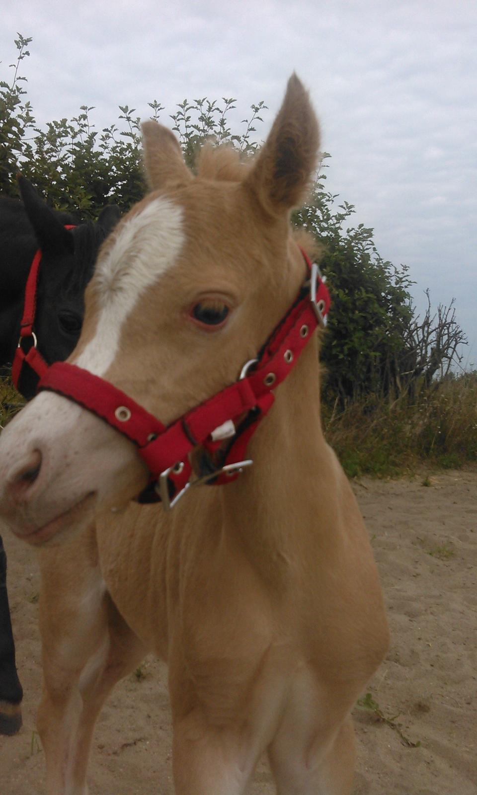 Welsh Mountain (sec A) pinkie pie billede 23