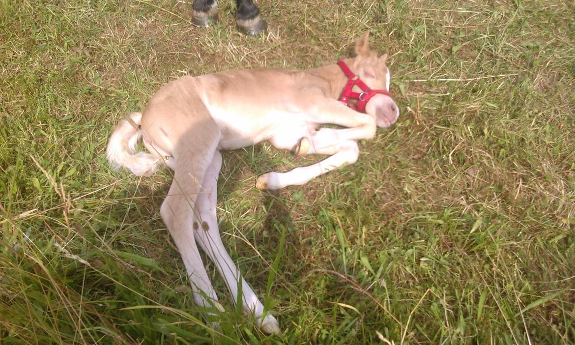 Welsh Mountain (sec A) pinkie pie billede 24