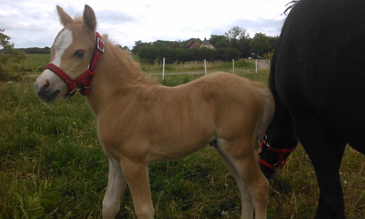 Welsh Mountain (sec A) pinkie pie billede 25