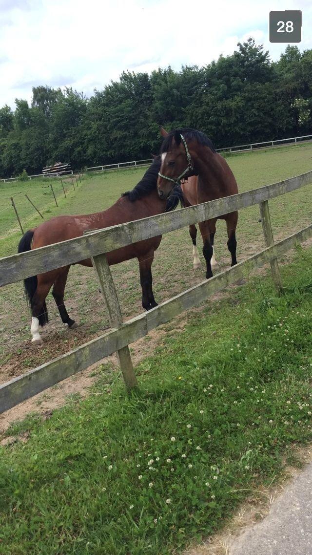 Welsh Partbred (Sec F) Hellet maskot (lucky) billede 9