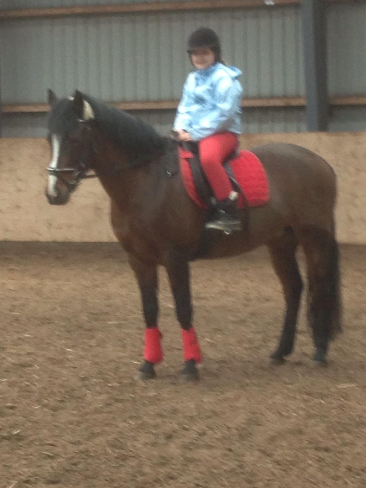 New Forest Odbjergs Amelie billede 14