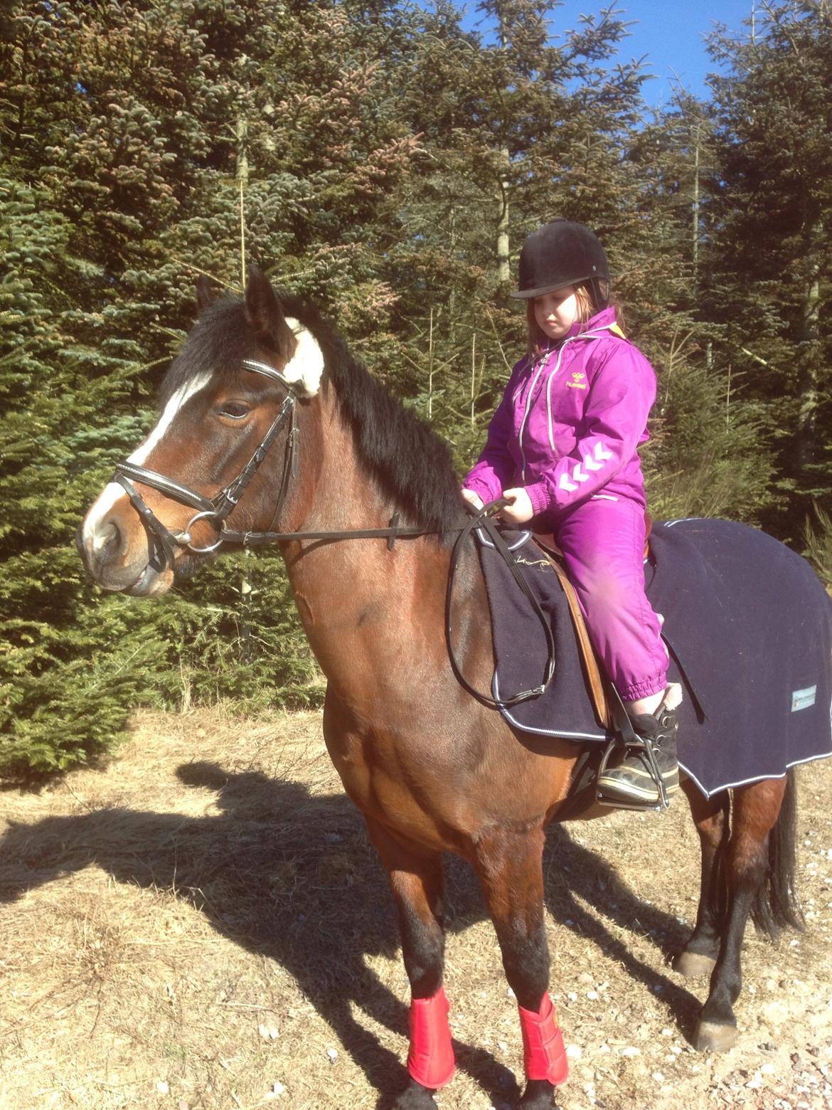 New Forest Odbjergs Amelie billede 15