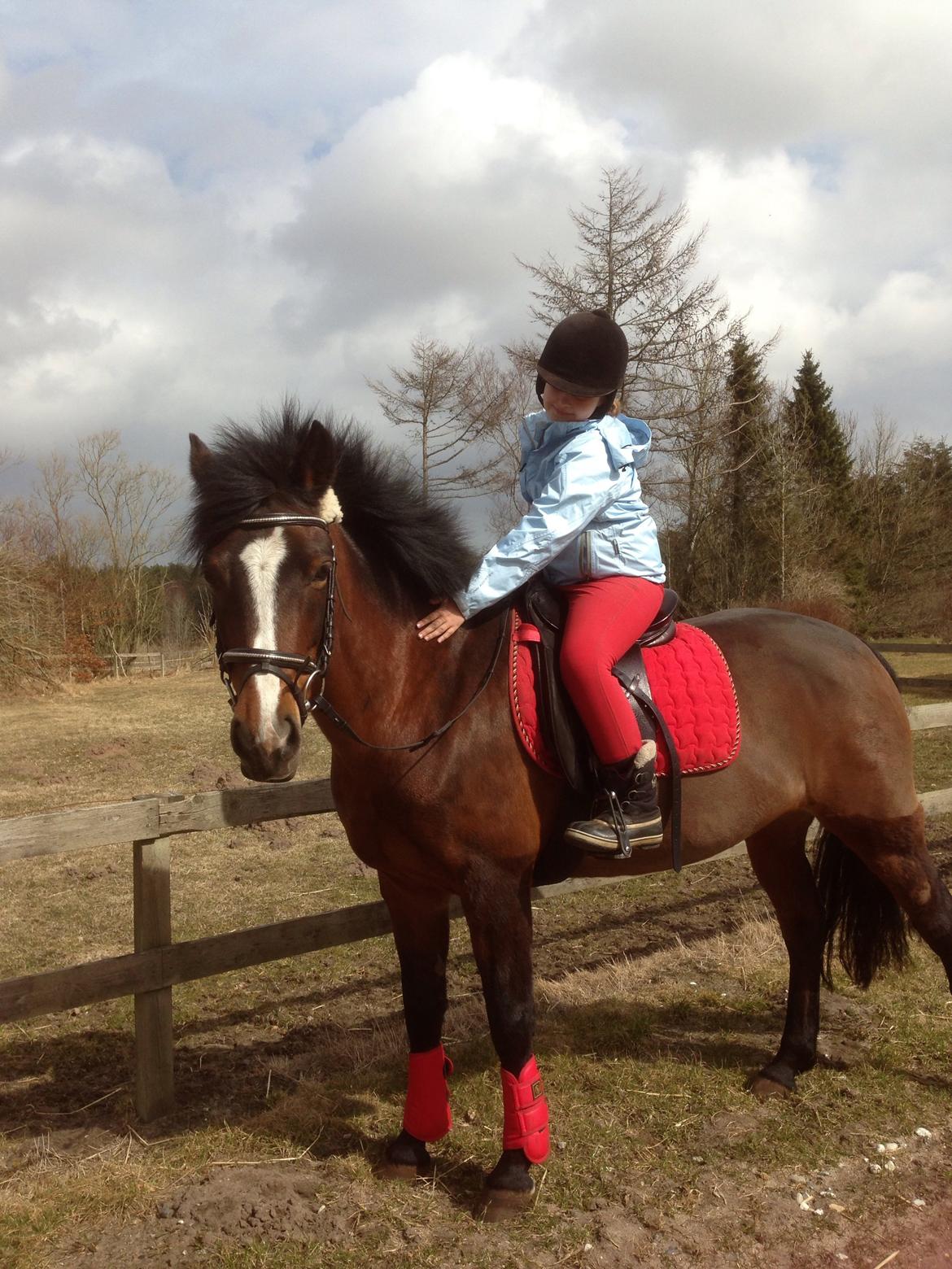 New Forest Odbjergs Amelie billede 16