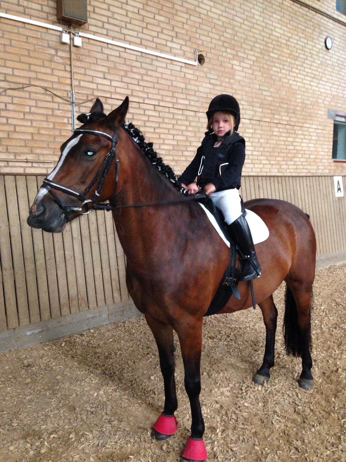 New Forest Odbjergs Amelie billede 17