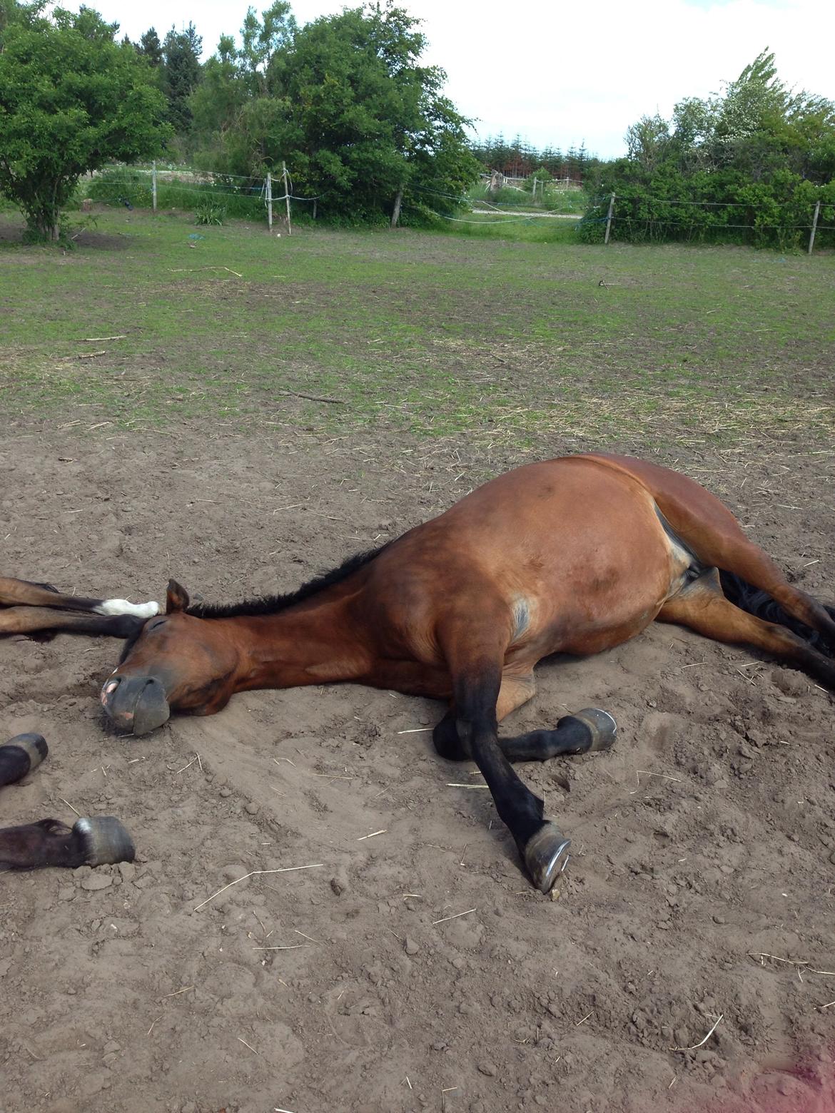 New Forest Odbjergs Amelie billede 18